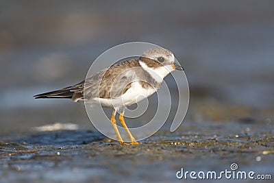 Semipalmated Plover, Charadrius semipalmatus Stock Photo