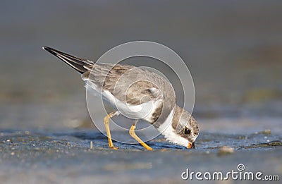 Semipalmated Plover, Charadrius semipalmatus Stock Photo