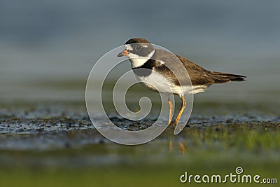 Semipalmated plover, Charadrius semipalmatus, Stock Photo