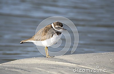 Semipalmated Plover shorebird on the Atlantic ocean beach on Hilton Head Island, South Carolina, USA Stock Photo