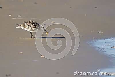 A semipalmated sand piper eating sand crab on the shore Stock Photo