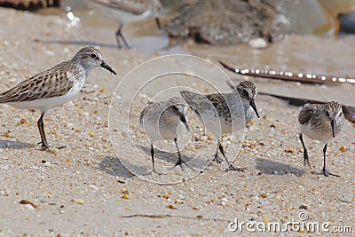 Semipalmated Sandpipers hunting for Horseshoe Crab eggs on Delaware Bay Beach Stock Photo