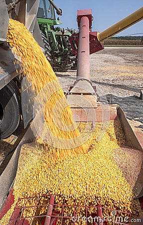 Semitruck dumping corn kernels into auger on farm Stock Photo