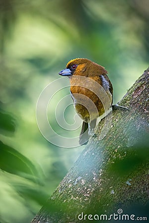 Semmoris frantzii, Prong-billed Barbet Stock Photo