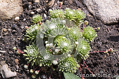 Sempervivum arachnoideum group of plants in the garden, rosettes with spider webs Stock Photo