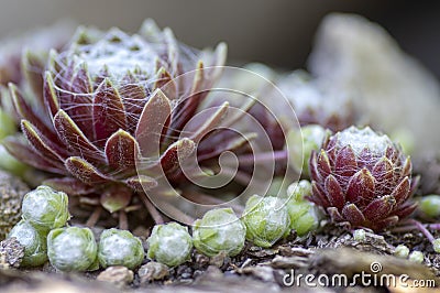 Sempervivum arachnoideum succulent perennial plant, cobweb house-leek with typical spider webs, purple and green rosettes Stock Photo