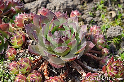 Sempervivum grows in the garden Stock Photo