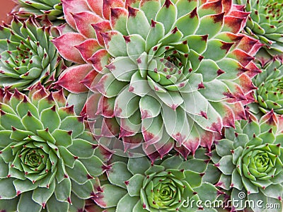 Sempervivum Hirtum plant study Stock Photo