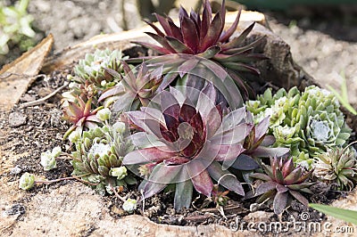 Sempervivum hybridum Ruby and sempervivum arachnoideum rosettes in the garden Stock Photo