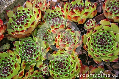 Sempervivum plant Stock Photo