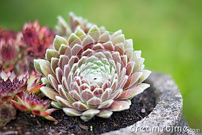 Sempervivum plant closeup , succulent plant macro Stock Photo