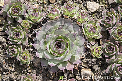 Sempervivum tectorum plant in garden bed Stock Photo