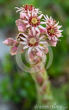 Sempervivum tectorum Stock Photo