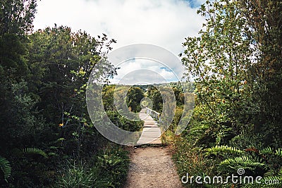 Sendero El Tepual footpath at Chiloe National Park - Chiloe Island, Chile Stock Photo