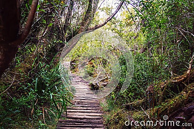 Sendero El Tepual footpath at Chiloe National Park - Chiloe Island, Chile Stock Photo