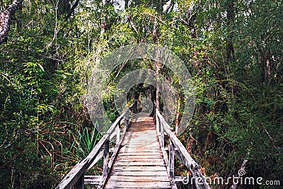 Sendero El Tepual footpath at Chiloe National Park - Chiloe Island, Chile Stock Photo