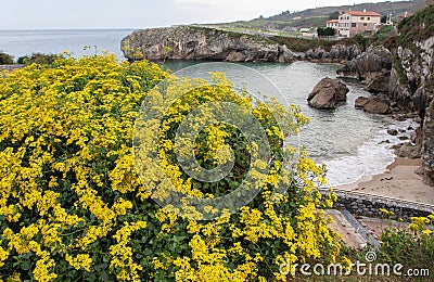 Senecio angulatus yellow flowering plant at the Puerto Chico beach in the Llanes,Asturias,Spain Stock Photo
