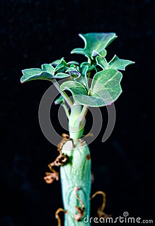 Senecio articulata - succulent plant with thick succulent leaves Stock Photo