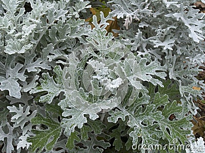 Senecio cineraria `Silver Dust` shrub Stock Photo