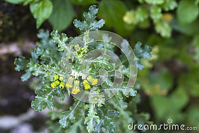 Senecio Stock Photo