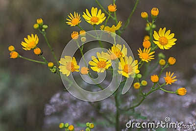 Senecio inaequidens, narrow-leaved ragwort, South African ragwort yellow small flowers on field in summer Stock Photo