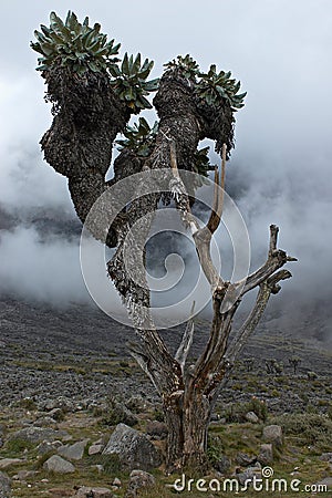 Senecio Kilimanjari trees Stock Photo