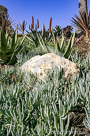 Senecio mandraliscae (Blue Chalksticks), Ground cover succulent plant in a flower bed in Avalon on Catalina Island Stock Photo