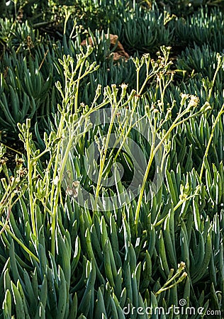 Senecio mandraliscae (Blue Chalksticks), Ground cover succulent plant in a flower bed in Avalon on Catalina Island Stock Photo