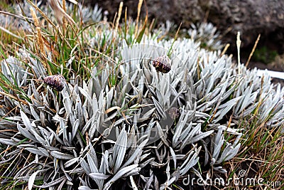 Senecio nivalis, plant of paramo Stock Photo