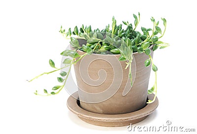 Senecio rowleyanus Stock Photo