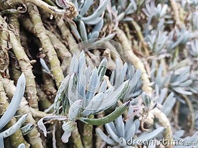 Senecio serpens Blue Chalksticks succulent native to South Africa Stock Photo