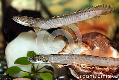 Senegal bichir aquarium fish Stock Photo