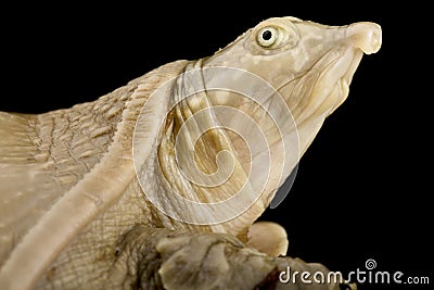 Senegal flapshell turtle Cyclanorbis senegalensis Stock Photo