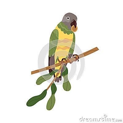 Senegal parrot sitting on tree branch. Tropical African gray-headed bird. Exotic jungle birdie with food in beak Vector Illustration