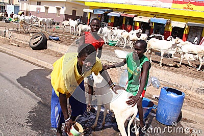 Senegalese Boys Wash a Sheep Editorial Stock Photo