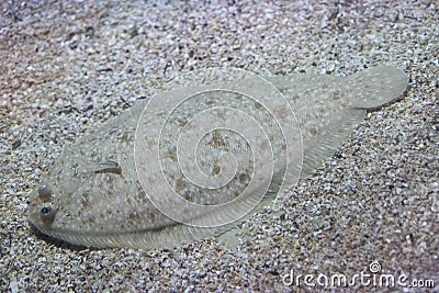 Senegalese sole Solea senegalensis Stock Photo