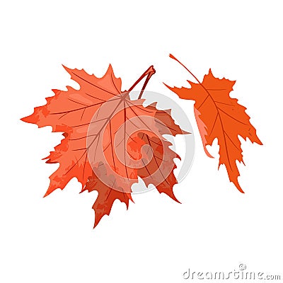 Senescent falling red leaves of maple tree. National symbol of Canada. Beautiful autumn nature. Vector Illustration