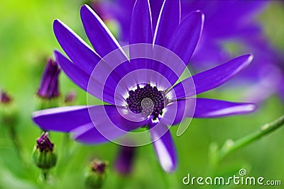 Senetti Stock Photo