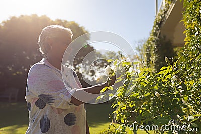 Senior african american woman touching plants in sunny garden Stock Photo