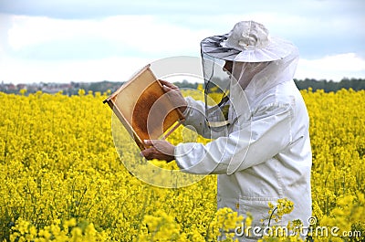 Senior apiarist working in the blooming rapeseed field Stock Photo