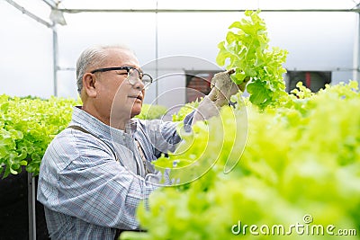 Senior Asian man harvest vegetables hydroponic. Hydroponics greenhouse farm organic fresh harvested vegetables concept. Stock Photo