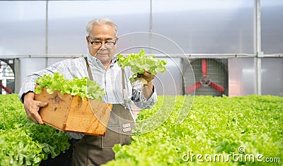Senior Asian man harvest vegetables hydroponic. Hydroponics greenhouse farm Stock Photo