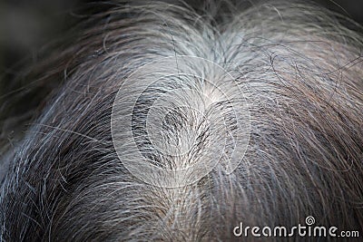 Senior asian woman shows gray hair Stock Photo