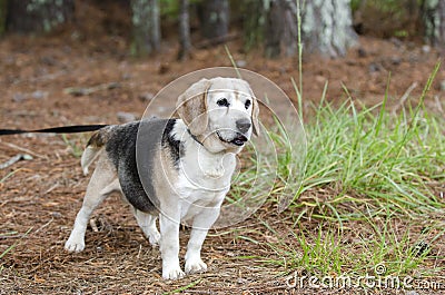 Senior Beagle Dog pet adoption photograph Stock Photo