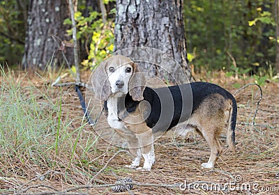 Senior Beagle rabbit hunting dog Stock Photo