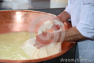 Senior cheesemaker collects the cheese with the tarp from the co Stock Photo