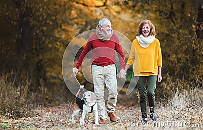 A senior couple with a dog on a walk in an autumn nature. Stock Photo