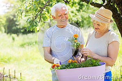 Senior couple gardening Stock Photo