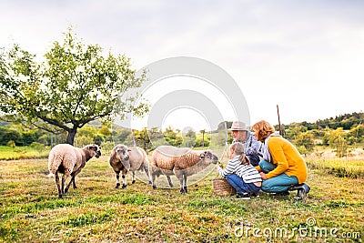 Senior couple with grandaughter feeding sheep on the farm. Stock Photo