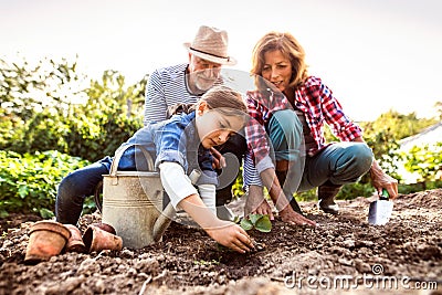Senior couple with grandaughter gardening in the backyard garden Stock Photo